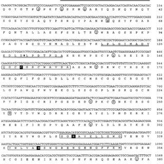 Nucleotide And Deduced Amino Acid Sequences Of Vitellogenic Cathepsin B