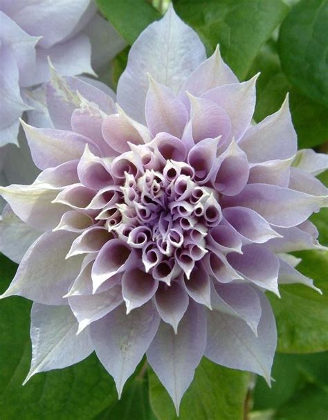 Clematis (клематис) 'Dancing Smile' | Зеленый город | Clematis plants ...