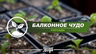 Огурец Балконное чудо: отзывы, описание сорта, фото, видео, отзывы ...