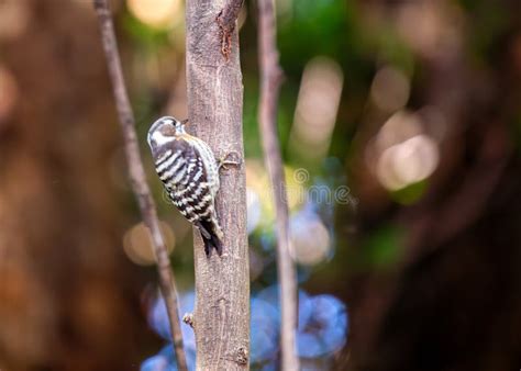 Japanese Pygmy Woodpecker Yungipicus Kizuki In Japan Stock Image