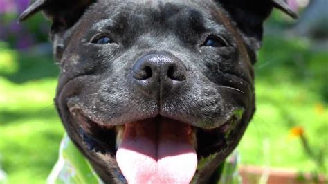 Staffordshire Bull Terrier wallpaper | 1280x720 | #1506