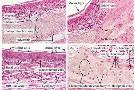 Trachea Histology Goblet Cells