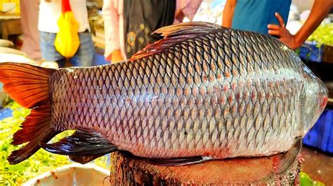 I Never Seen 23 KG Giant Catla Carp Fish Cutting Skills Live In