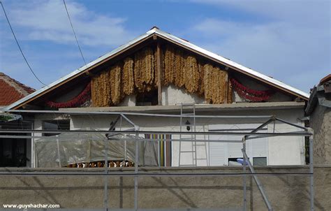 Tobacco air curing in Prilep Macedonia | Guy Shachar