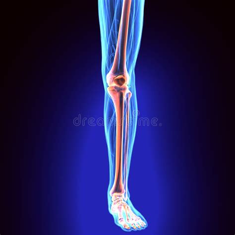 D Illustration Of Tibia Part Of Human Skeleton Stock Illustration