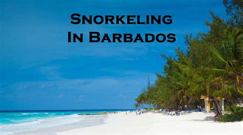 Snorkeling in Barbados - Best beaches to snorkel | Snorkel Around The ...