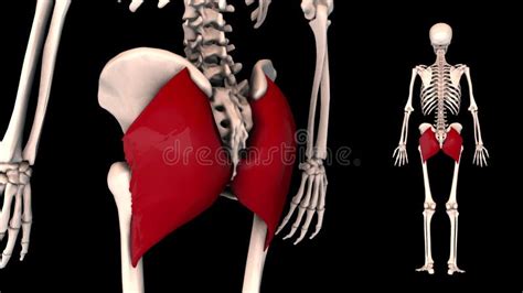 Gluteus Maximus Real Color 3d Model Stock Footage Video Of Extensor Didactic 157183018