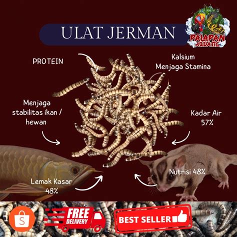 Jual Ulat Jerman Pakan Ikan Hias Pakan Burung Shopee Indonesia