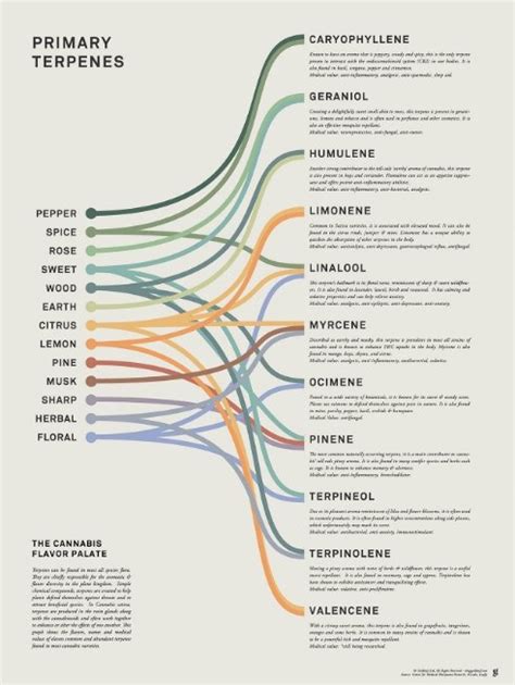 Terpene Talk: The Flavors and Effects of Your Favorite Cannabis Strains ...