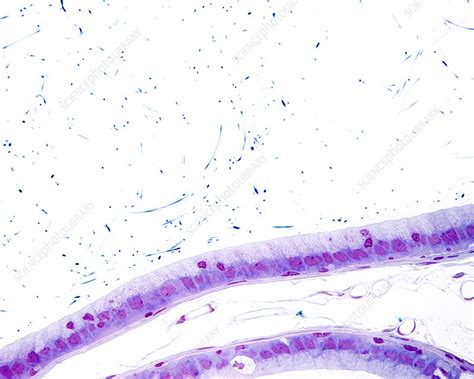 Epididymis Epithelium Light Micrograph Stock Image C