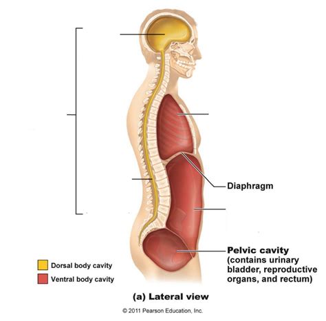 Body Cavities Diagram Quizlet