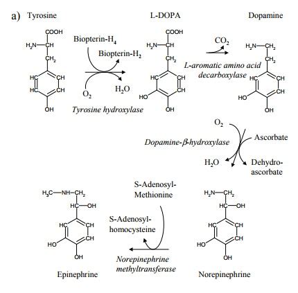 Biosynthesis And Degradation Of Catecholamines