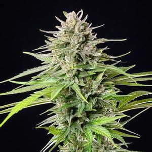 Get Blue Cheese Feminized Cannabis Seeds Royal Queen Seeds Usa