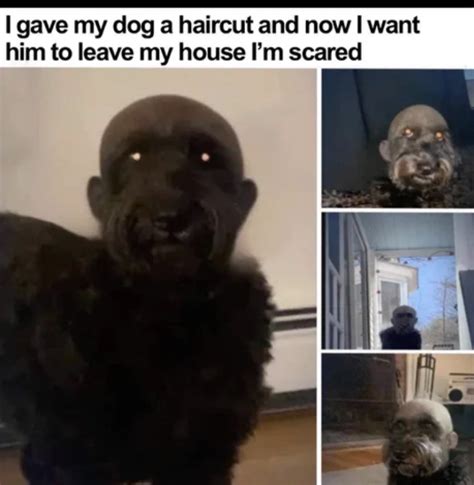 I gave my dog a haircut : r/Trailerclub