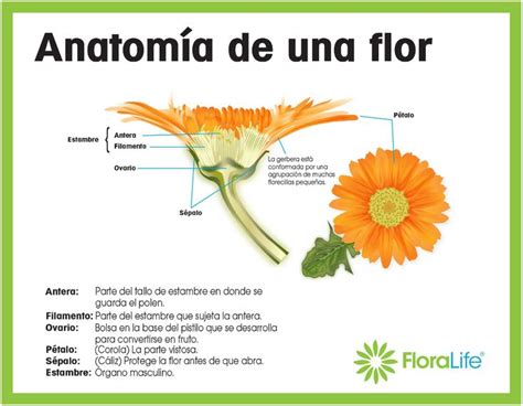 Anatom A De Las Flor Y Fruto Buscar Con Google Partes De La Flor