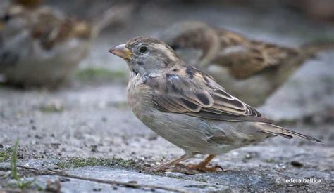 Female Sparrow – Facts & ID (Male vs Female)