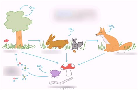 Biology Unit 1 Diagram Quizlet