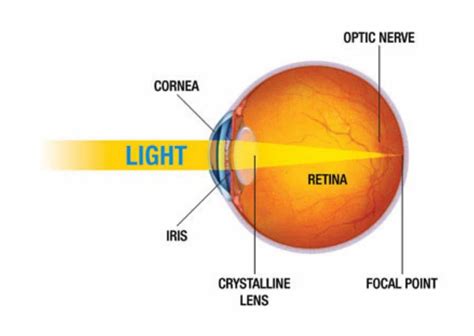 Transition Lenses vs. Polarized Lenses - Adelaide City Optometrist