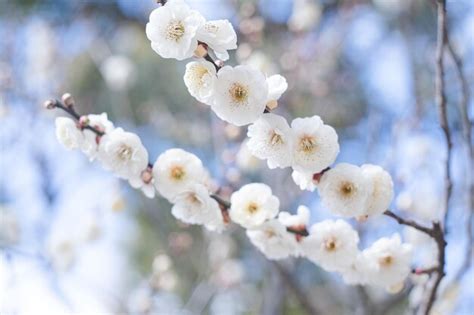 Premium Photo | Photo of clear sky and beautiful plum blossoms plum ...