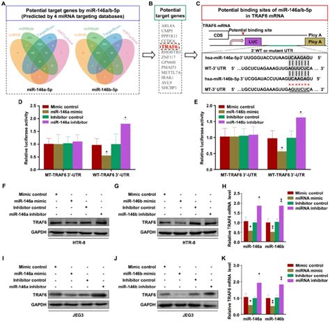 Traf6 Is The Common Target Of Mir 146a 5p And Mir 146b 5p A Four