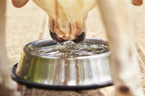 ¿qué Hacer Si Mi Perro Tiene Diarrea Causas Y Tratamiento