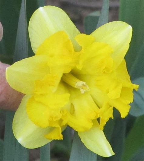 Photo Of The Bloom Of Split Cupped Collar Daffodil Narcissus Blazing