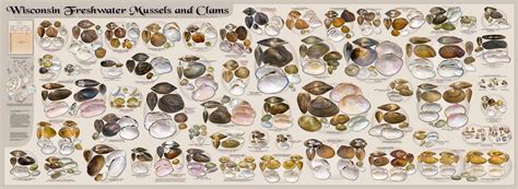 Wisconsin Freshwater Mussels and Clams Poster | Photo wall, Uw madison ...