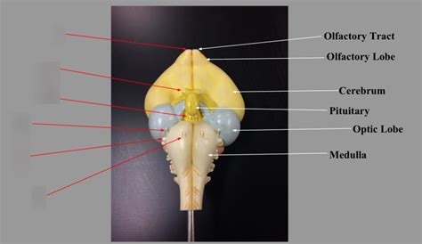 Bird Cranial Nerve Model Diagram Quizlet