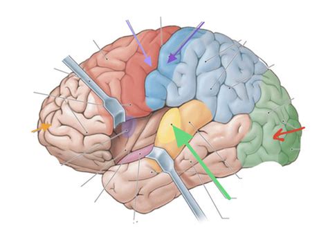 Cerebral Cortex Flashcards Quizlet