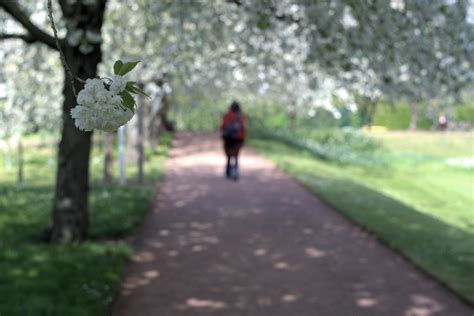 Tulipan Teil Der Serie Tulipan Im Britzer Garten