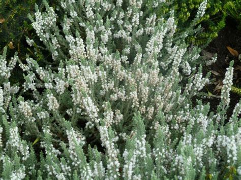 Calluna Vulgaris Velvet Fascination Struikheide Appeltern