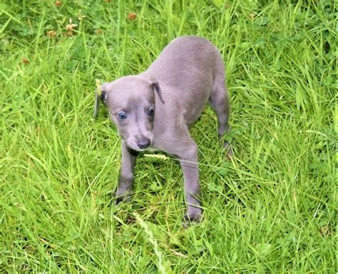 Whippet Kc Registered Solid Blue Miniature Whippet Puppy In Wigan