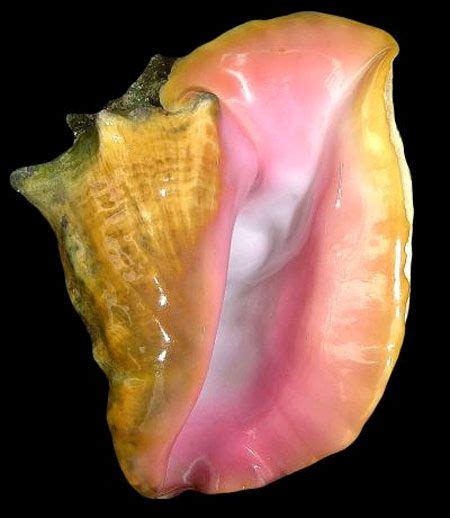 Pearls Cultured From Conchs Live Science