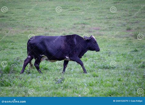 Vache Noire Qui Court Sur L Herbe Image Stock Image Du Herbe