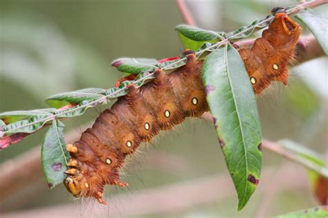 Coastal Virginia Wildlife Observatory: Imperial Moth Caterpillar