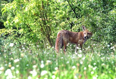 Tiere Beobachten In Berlin Mal Freie Wildbahn In Der Stadt