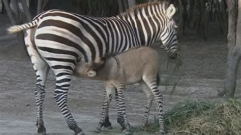 An unlikely love story ends with rare baby zonkey | ITV News