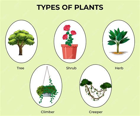 Premium Vector | TYPES OF PLANTS