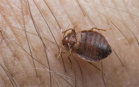 How To Identify Bed Bugs Bed Bug FAQS