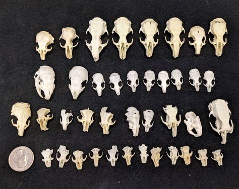 Tiny Skull Taxidermy Bones Rodent Skulls Cleaned & Whitened Mouse Skulls Rat Skulls Gerbil ...