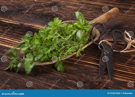 Various Aromatic Culinary Herbs Rustic Style Stock Photo Image Of