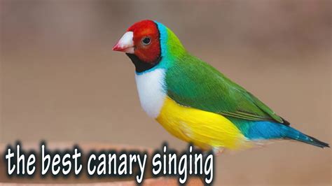 Canary Singing Bird Sound Canary Sound Serinus Canaria Youtube