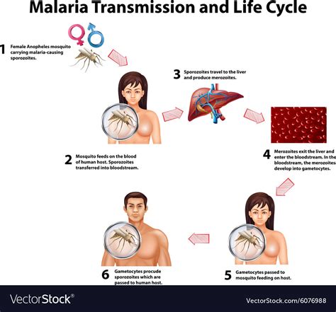 Malaria Transmission And Life Cycle Royalty Free Vector