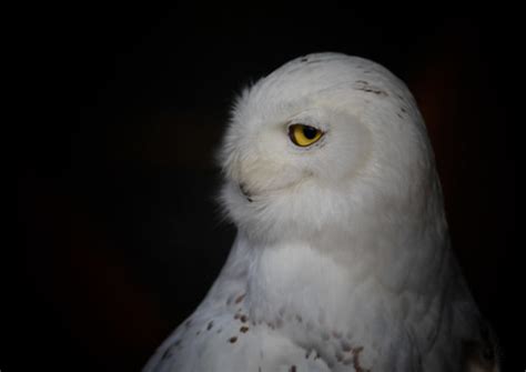 Snowy Owl Alaskaf2a0656 Snowy Owls Are Native To Arctic R Flickr