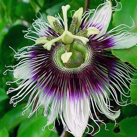 Descobrir Imagem Maracuj Passiflora Edulis Br Thptnganamst Edu Vn