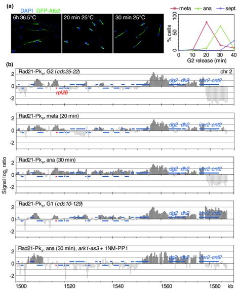 Aurora B Kinase Dependent Spreading Of Centromeric Cohesin During