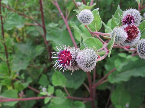 Grand Lat De Bardane. L'lappa Arctium Photo stock - Image du rose ...