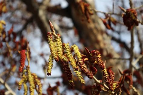 Pruning Poplar Trees in the UK: A Complete Guide | pruning.garden