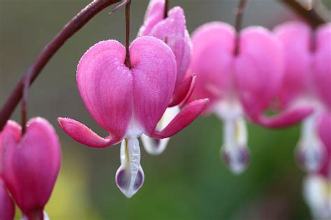 Dicentra Spectabilis Tr Nendes Herz Bild Kaufen