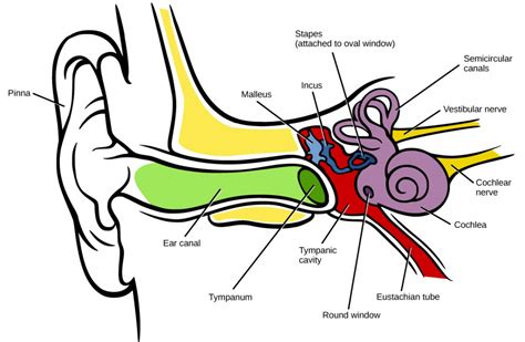 Hearing And Vestibular Sensation Openstax Biology